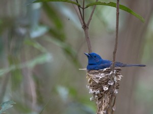 Sri Lanka 2017