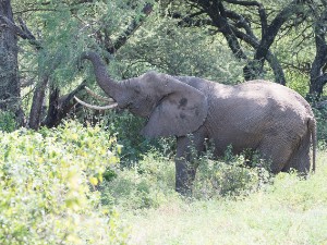 Lake Manyara