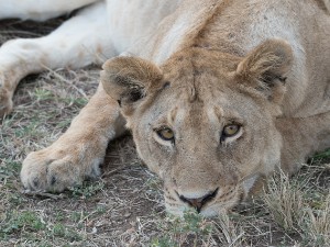 Serengeti