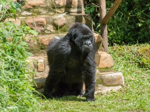 Uganda 2015